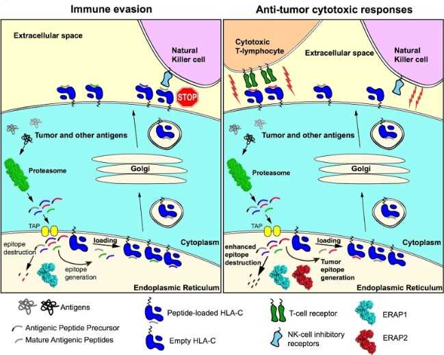 Illustration of ERAP2 immune evasion or anti-tumor cytotoxic mechanism hypothesis.jpg